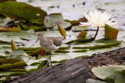 Solitary Sandpiper