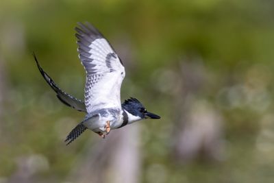 Belted Kingfisher