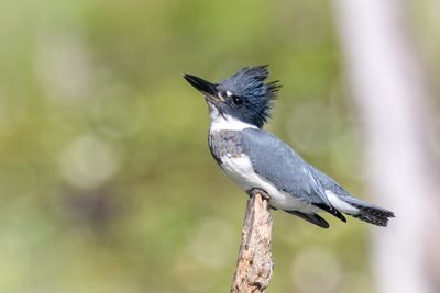 Belted Kingfisher