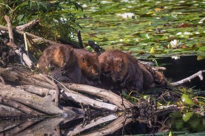 Beavers