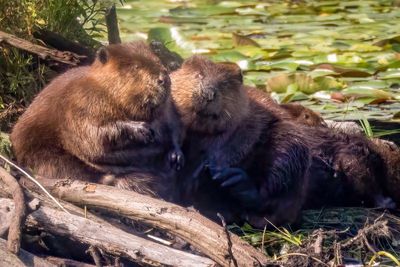 Beavers