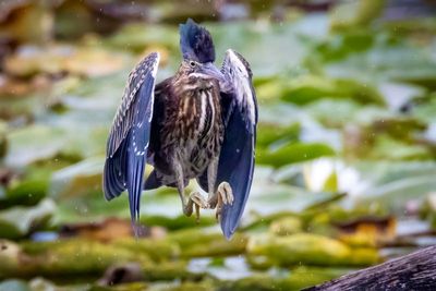 Green Heron