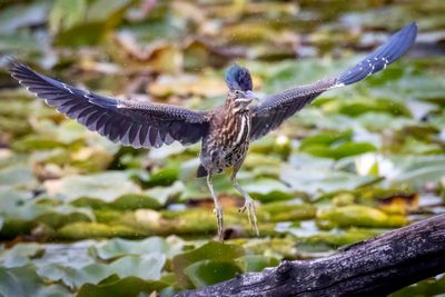Green Heron