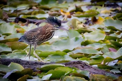 Green Heron