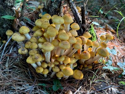 Honey mushroom
