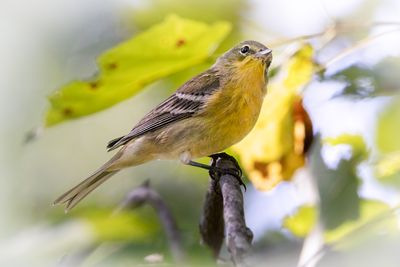 Pine warbler