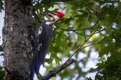 Pileated woodpecker