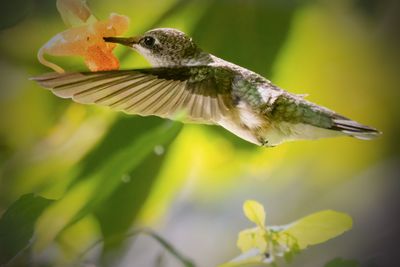 Ruby-throated hummingbird