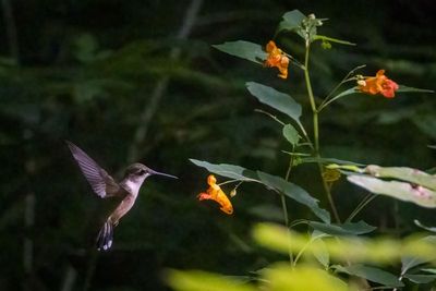 Ruby-throated hummingbird