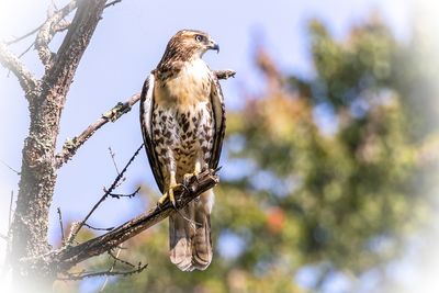 Red-tailed hawk