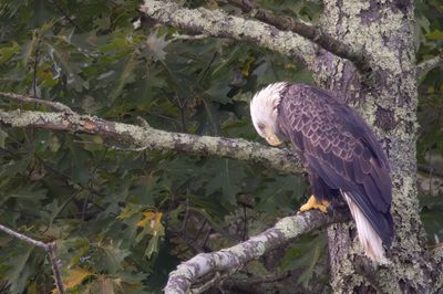 Bald Eagle