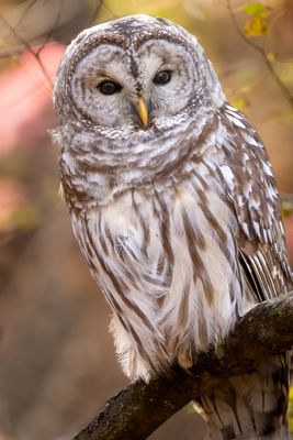 Barred Owl