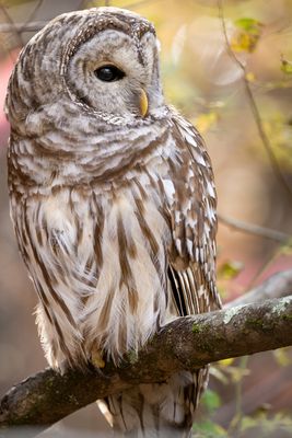 Barred Owl