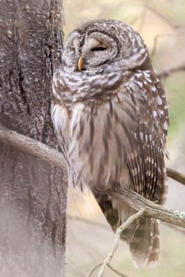 Barred Owl