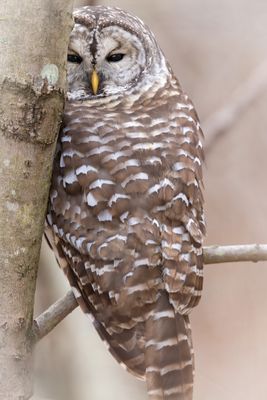 Barred Owl
