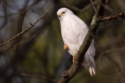 Red-tailed hawk (leucistic)