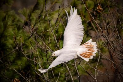 Red-tailed hawk (leucistic)
