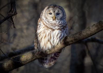 Barred Owl