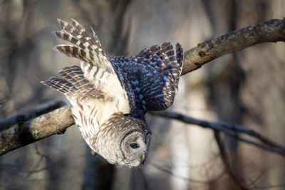 Barred Owl