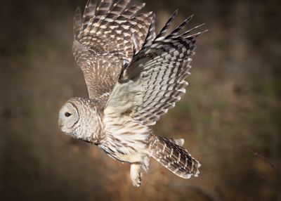Barred Owl
