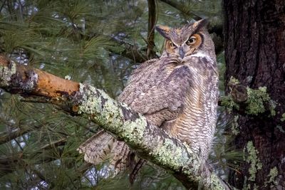 Great Horned Owl
