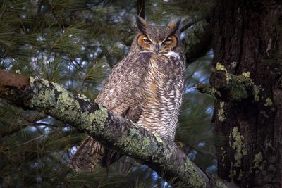 Great Horned Owl
