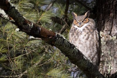 Great Horned Owl