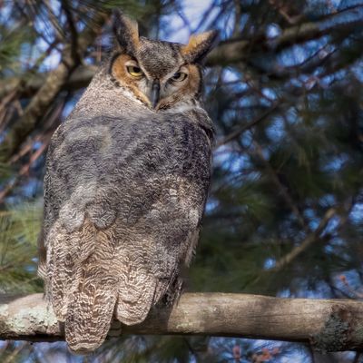 Great Horned Owl