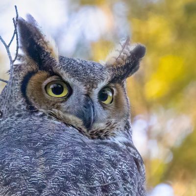 Great Horned Owl