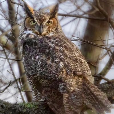 Great Horned Owl