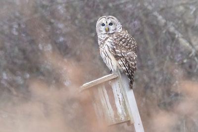  Barred Owl