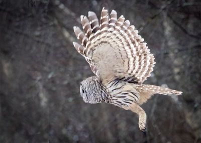 Barred Owl