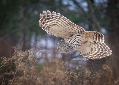  Barred Owl