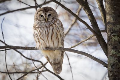 Barred Owl