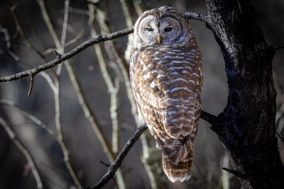 Barred Owl