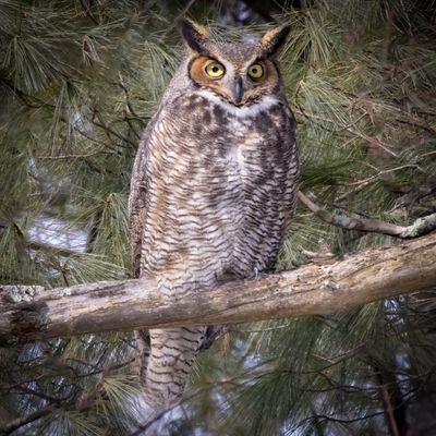 Great Horned Owl