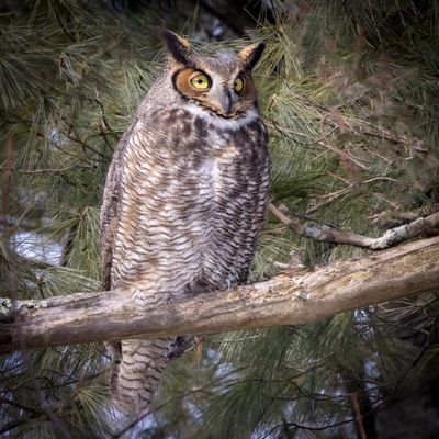 Great Horned Owl
