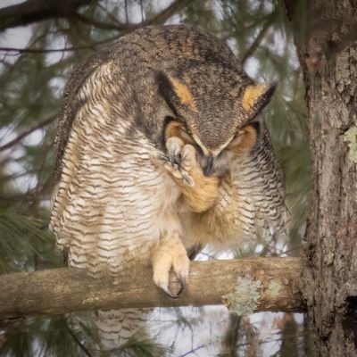 Great Horned Owl
