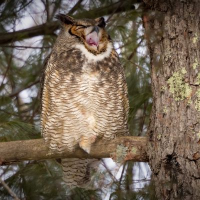 Great Horned Owl
