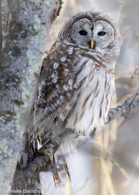 Barred Owl