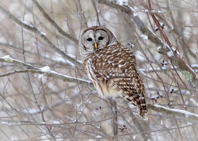 Barred Owl