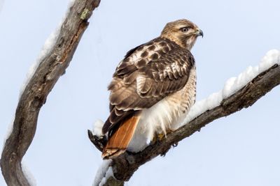 Red-tailed Hawk