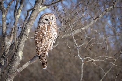 Barred owl