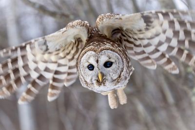 Barred owl