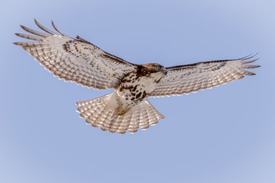 Red-tailed hawkjuvenile