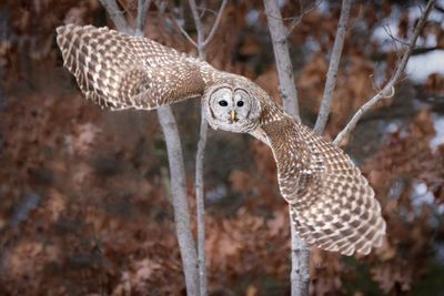 Barred owl
