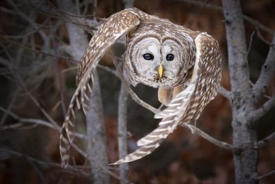 Barred owl