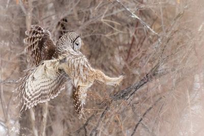 Barred owl