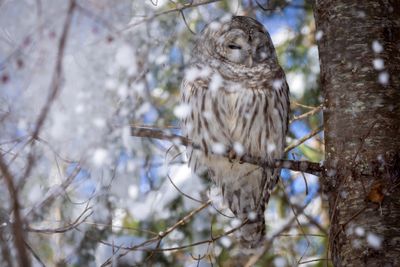 Barred owl