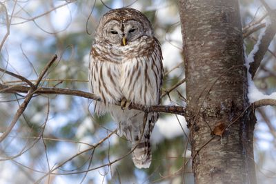 Barred owl